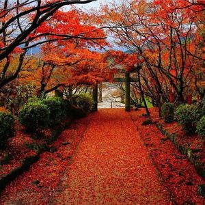 Meet your Posher, Cherline